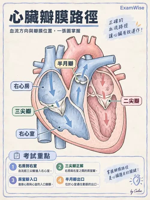 職治 - 心肺與血管解剖 - AI 圖文解析預覽