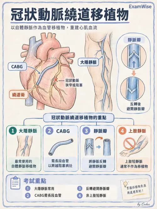 職治 - 心肺與血管解剖 - AI 圖文解析預覽