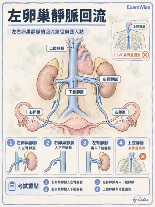 職治 - 心肺與血管解剖 - AI 圖文解析預覽