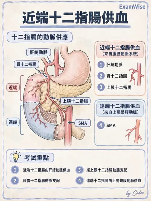職治 - 心肺與血管解剖 - AI 圖文解析預覽