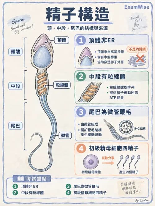 職治 - 內臟系統解剖 - AI 圖文解析預覽
