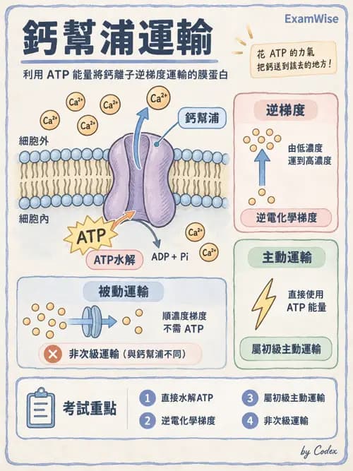 職治 - 細胞與膜生理 - AI 圖文解析預覽