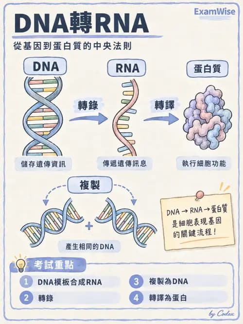 職治 - 細胞與膜生理 - AI 圖文解析預覽
