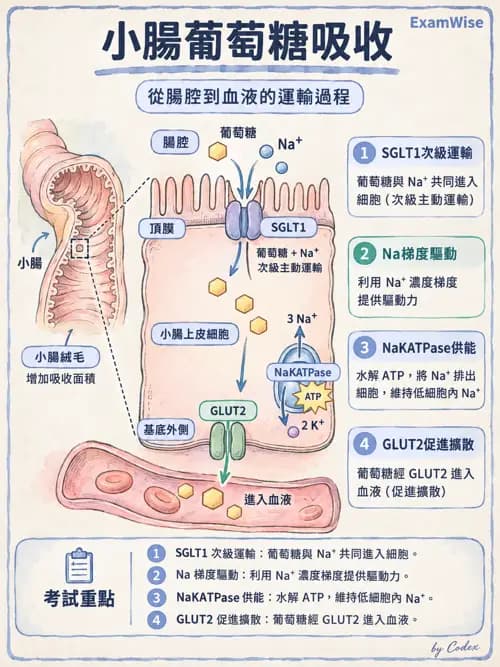 職治 - 消化與代謝生理 - AI 圖文解析預覽