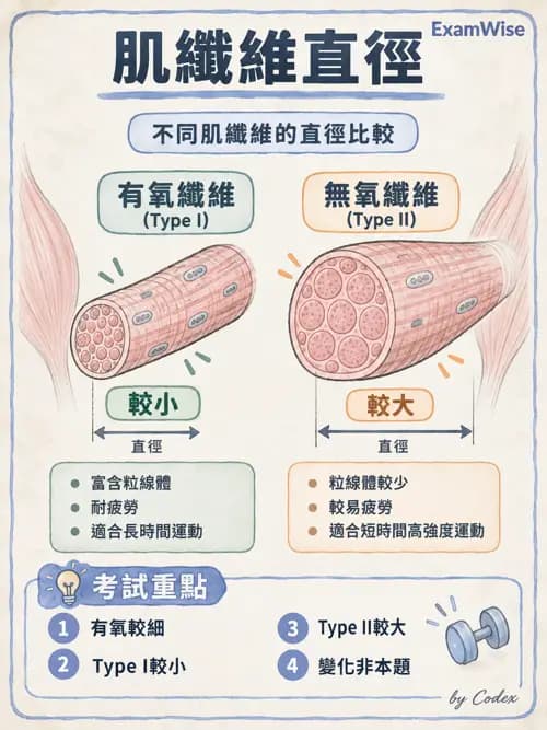 職治 - 肌肉與骨骼生理 - AI 圖文解析預覽