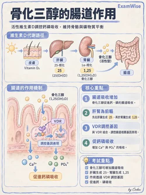 職治 - 內分泌與生殖生理 - AI 圖文解析預覽