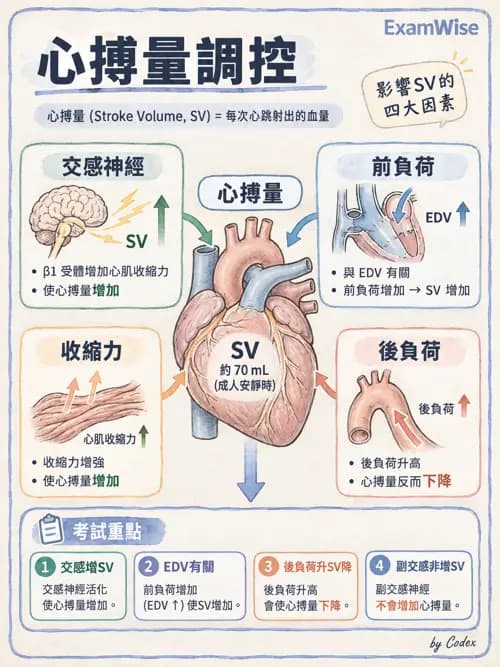 職治 - 心血管、血液與免疫生理 - AI 圖文解析預覽