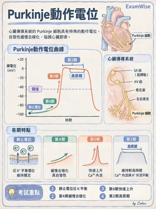 職治 - 心血管、血液與免疫生理 - AI 圖文解析預覽