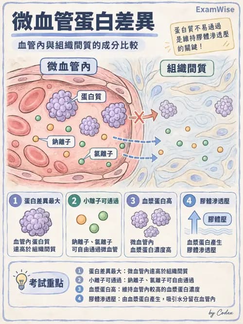 職治 - 心血管、血液與免疫生理 - AI 圖文解析預覽