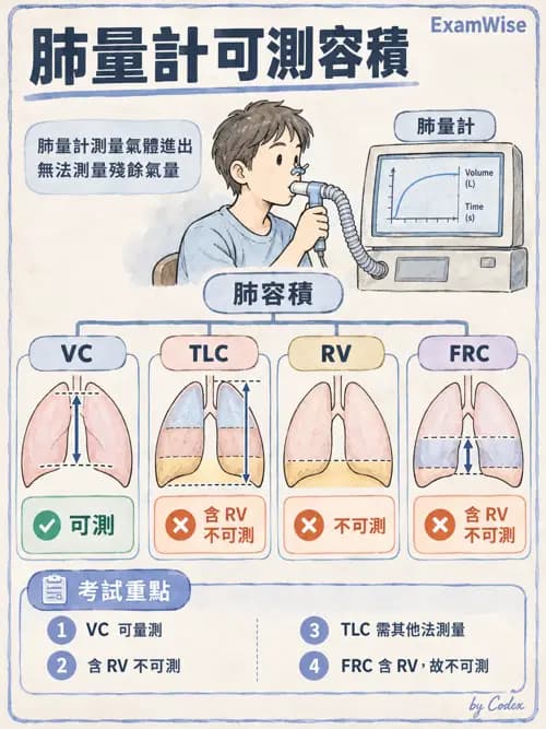 職治 - 呼吸生理 - AI 圖文解析預覽