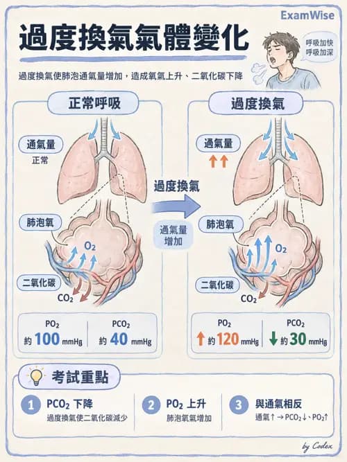 職治 - 呼吸生理 - AI 圖文解析預覽