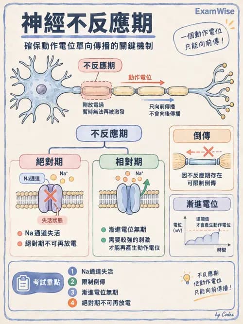 職治 - 神經元與自主神經生理 - AI 圖文解析預覽
