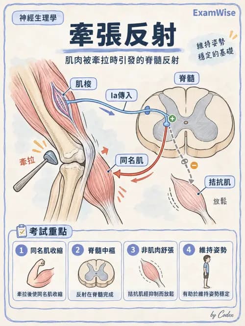 職治 - 神經整合與高級腦功能 - AI 圖文解析預覽