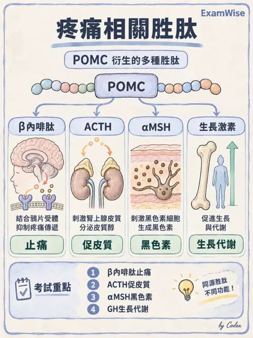 職治 - 感覺生理 - AI 圖文解析預覽