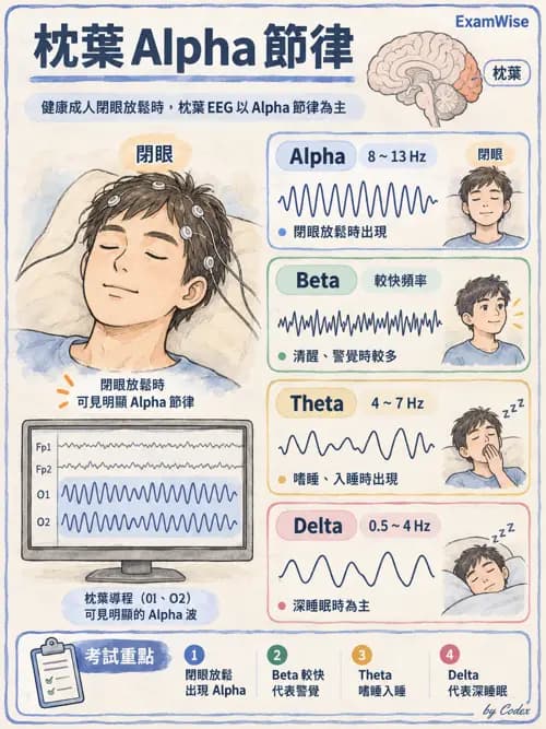 職治 - 神經整合與高級腦功能 - AI 圖文解析預覽