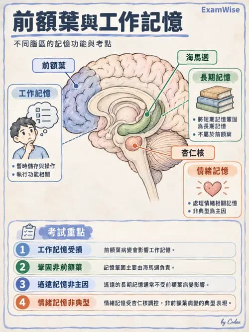職治 - 神經整合與高級腦功能 - AI 圖文解析預覽