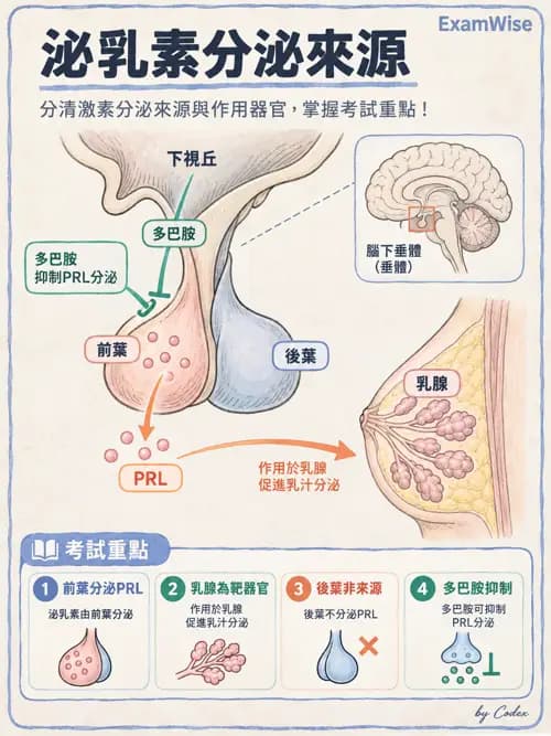 職治 - 內分泌與生殖生理 - AI 圖文解析預覽