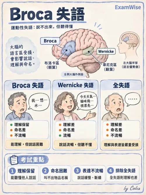 職治 - 腦中風與腦外傷 - AI 圖文解析預覽