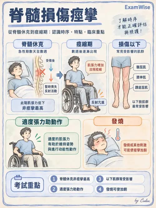 職治 - 脊髓損傷 - AI 圖文解析預覽