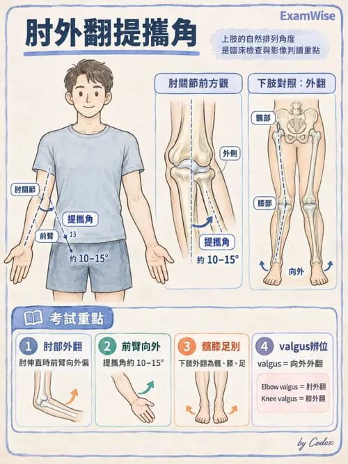 職治 - 肌動學原理與上肢 - AI 圖文解析預覽