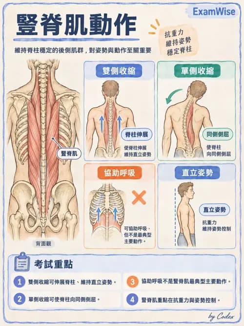 職治 - 頭頸與軀幹肌肉骨骼 - AI 圖文解析預覽