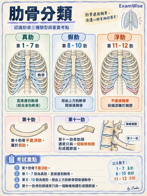 職治 - 頭頸與軀幹肌肉骨骼 - AI 圖文解析預覽