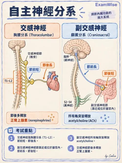 職治 - 腦神經與自主神經解剖 - AI 圖文解析預覽