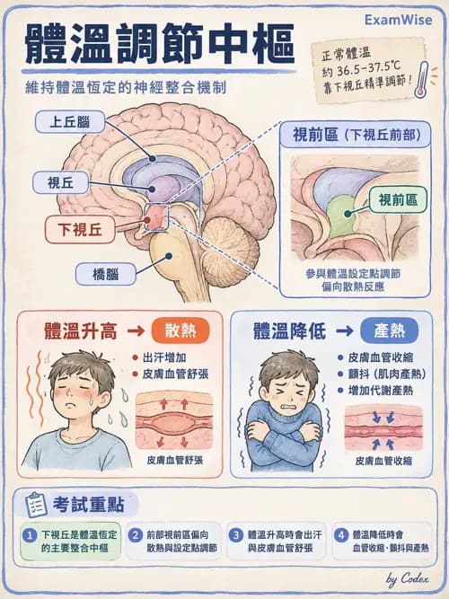 職治 - 中樞神經解剖 - AI 圖文解析預覽