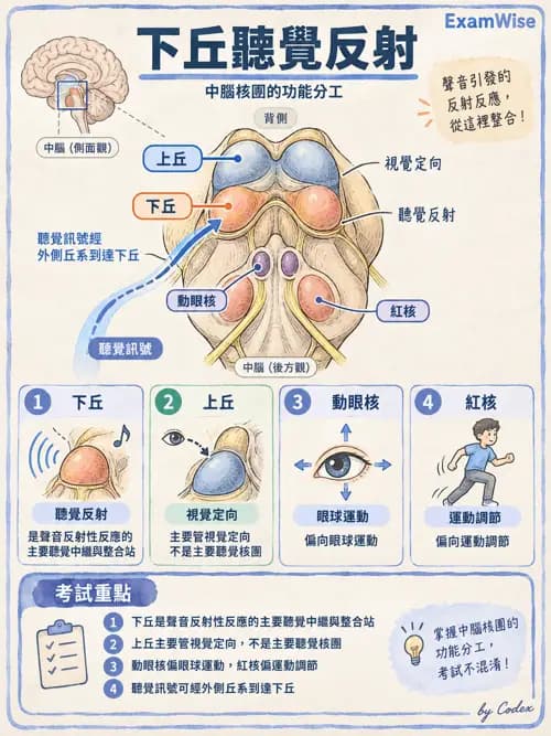 職治 - 中樞神經解剖 - AI 圖文解析預覽