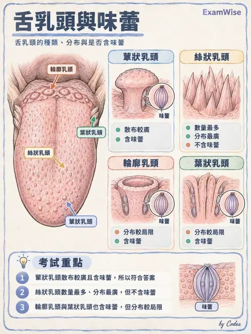 職治 - 感覺器官解剖 - AI 圖文解析預覽