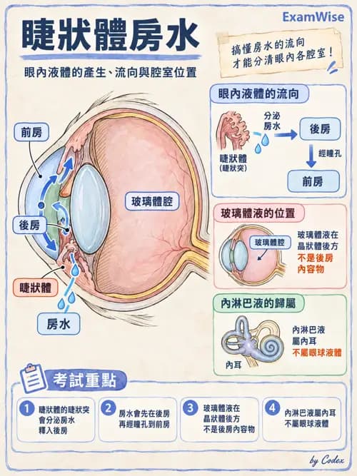 職治 - 感覺器官解剖 - AI 圖文解析預覽