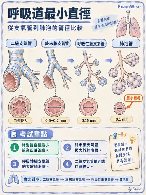 職治 - 心肺與血管解剖 - AI 圖文解析預覽