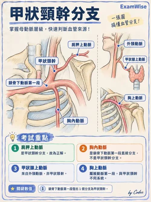 職治 - 心肺與血管解剖 - AI 圖文解析預覽