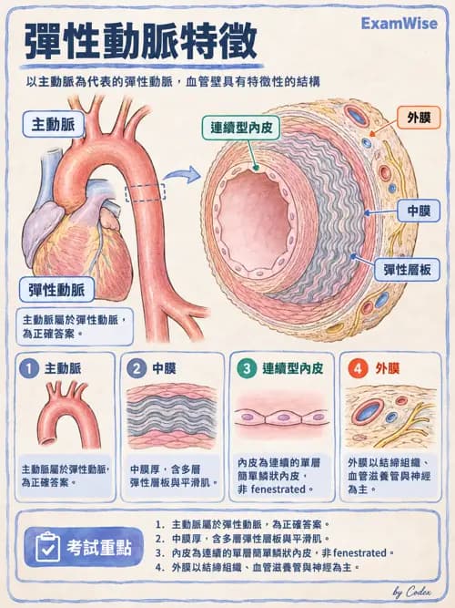 職治 - 心肺與血管解剖 - AI 圖文解析預覽