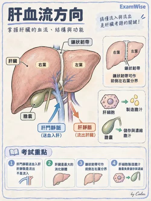 職治 - 內臟系統解剖 - AI 圖文解析預覽