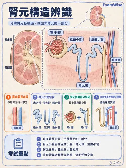 職治 - 內臟系統解剖 - AI 圖文解析預覽