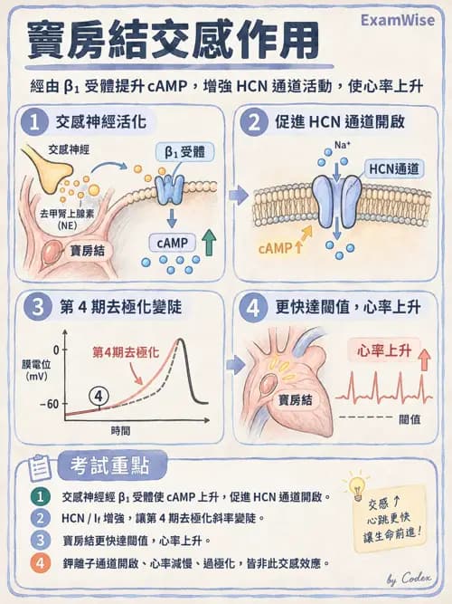 職治 - 心血管、血液與免疫生理 - AI 圖文解析預覽