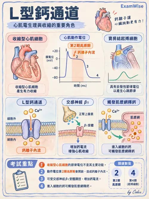 職治 - 心血管、血液與免疫生理 - AI 圖文解析預覽