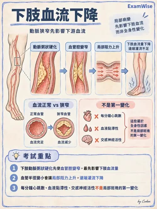 職治 - 心血管、血液與免疫生理 - AI 圖文解析預覽