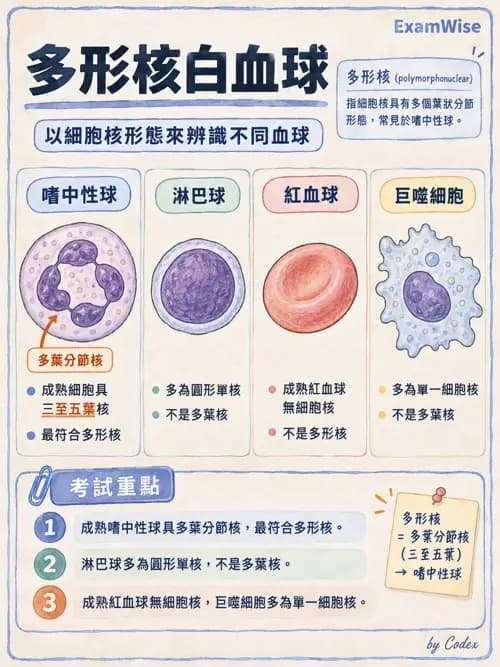 職治 - 心血管、血液與免疫生理 - AI 圖文解析預覽