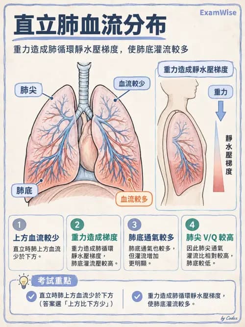 職治 - 呼吸生理 - AI 圖文解析預覽