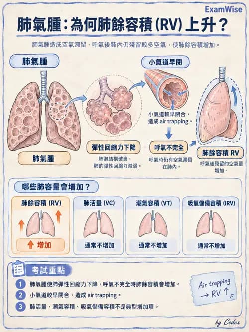 職治 - 呼吸生理 - AI 圖文解析預覽