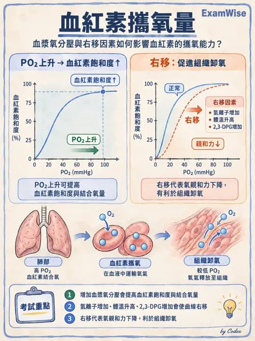 職治 - 呼吸生理 - AI 圖文解析預覽