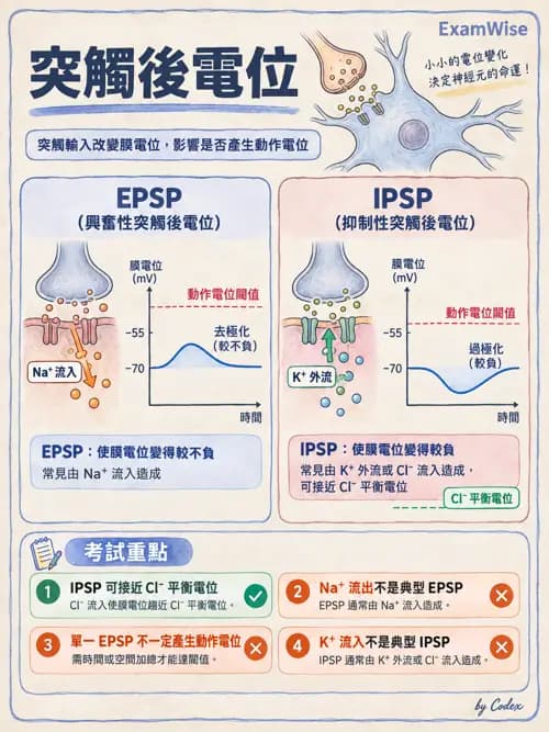職治 - 神經元與自主神經生理 - AI 圖文解析預覽