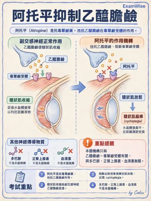 職治 - 神經元與自主神經生理 - AI 圖文解析預覽