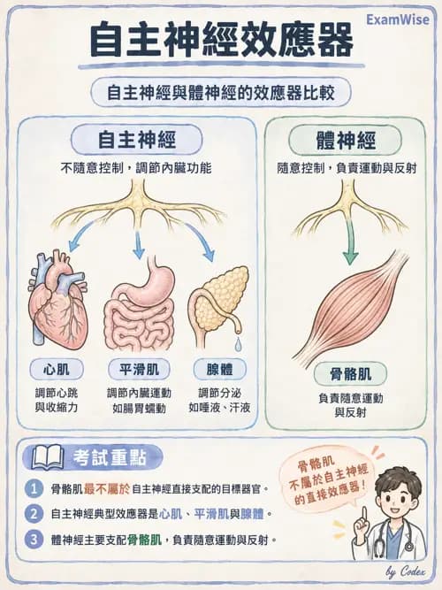 職治 - 神經元與自主神經生理 - AI 圖文解析預覽