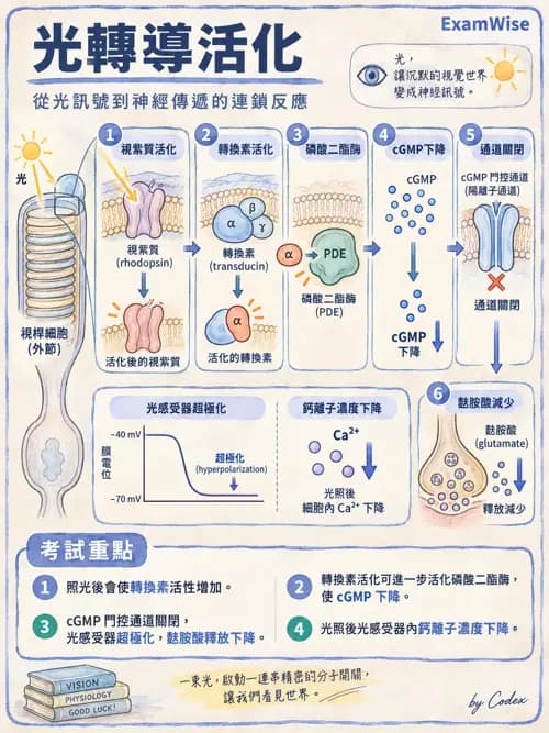 職治 - 感覺生理 - AI 圖文解析預覽