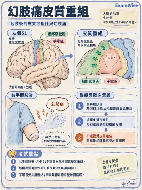職治 - 神經整合與高級腦功能 - AI 圖文解析預覽