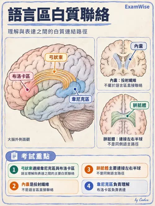 職治 - 神經整合與高級腦功能 - AI 圖文解析預覽