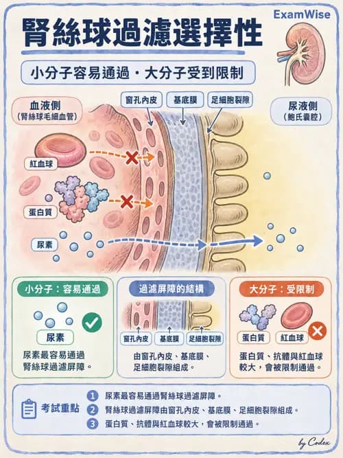 職治 - 腎臟、體液與酸鹼生理 - AI 圖文解析預覽